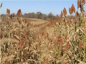 Food Plot Seed Available